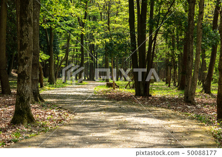Park green walk nature 50088177