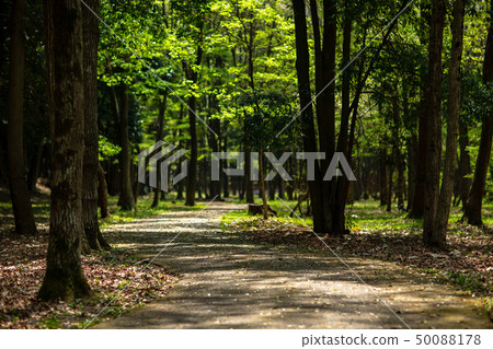 Park green walk nature 50088178