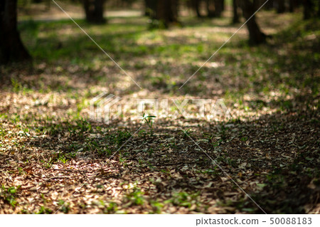 Park green walk nature Park green walk nature 50088183
