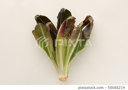 特雷維斯 50088214