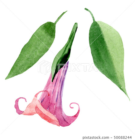 Pink brugmansia floral botanical flowers. Watercolor background set. Isolated brugmansia 50088244