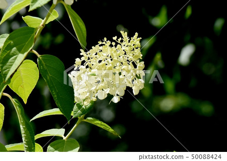  開花在三鷹中原的白色八仙花屬花 50088424