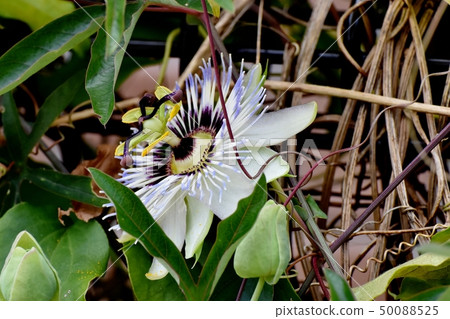 在三鷹中原開花的西番蓮 50088525