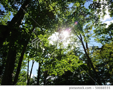 Fresh green sunbeams Fresh green sunbeams 50088555