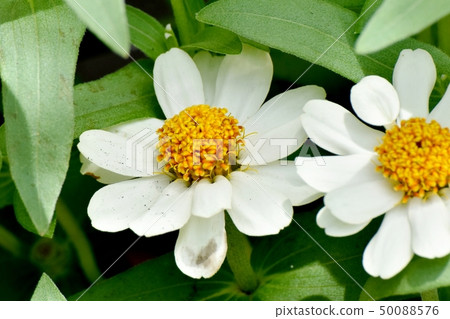 White Zinnia blooming in Mitaka Nakahara White Zinnia blooming in Mitaka Nakahara 50088576
