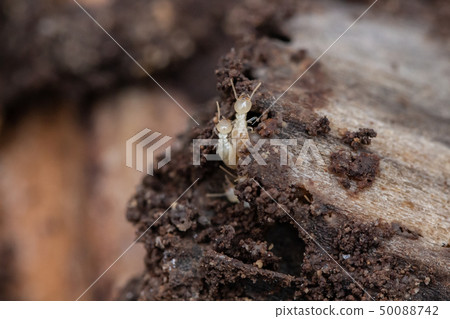 Yamato termites captured by Yamato termites pest control Yamato termites captured by Yamato termites pest control 50088742