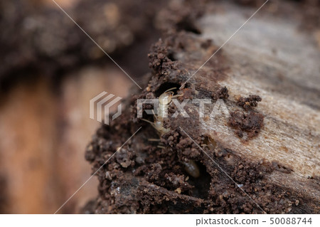Yamato termites captured by Yamato termites pest control Yamato termites captured by Yamato termites pest control 50088744