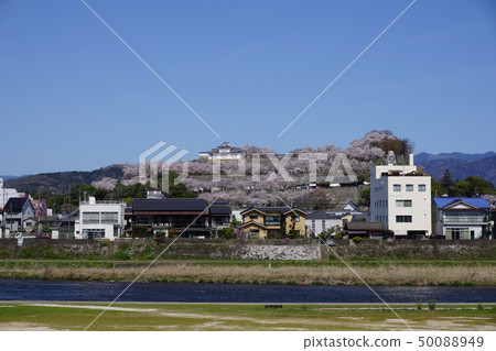 "Tsuruyama Park (Tsuyama Castle Fort)", one of the 100 most famous cherry blossom spots in Tsuyama City, Okayama Prefecture: A panoramic view 50088949