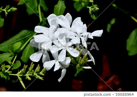 White Ruri Matsuri blooming in Mitaka Nakahara White Ruri Matsuri blooming in Mitaka Nakahara 50088964