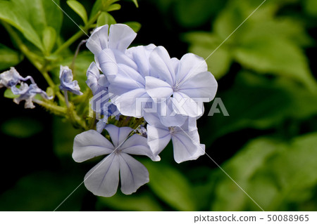 在三鷹中原開花的淺藍色Ruri Matsuri 在三鷹中原開花的淺藍色Ruri Matsuri 50088965