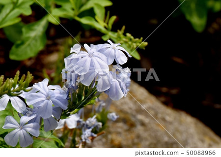 Light blue Ruri Matsuri blooming in Mitaka Nakahara Light blue Ruri Matsuri blooming in Mitaka Nakahara 50088966