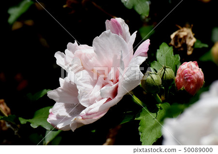 Thin pink double flowering mukgee blooming in Mitaka Nakahara Thin pink double flowering mukgee blooming in Mitaka Nakahara 50089000