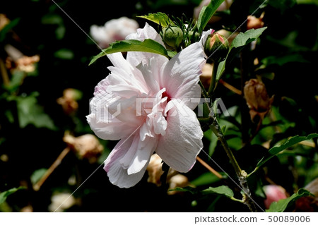 開花在三鷹中原的稀薄的桃紅色雙重開花的mukgee 開花在三鷹中原的稀薄的桃紅色雙重開花的mukgee 50089006