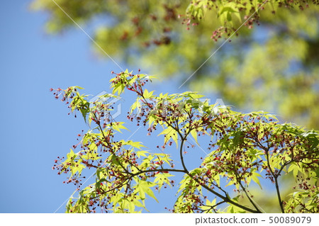 Autumn leaves of spring 50089079