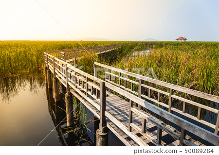 Beautiful landscape of wooden bridge walkway  50089284