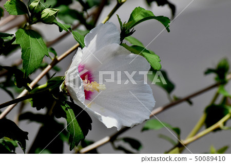 White Makuge flower blooming in Mikasa Nakahara White Makuge flower blooming in Mikasa Nakahara 50089410