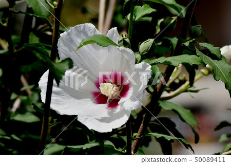 White Makuge flower blooming in Mikasa Nakahara 50089411