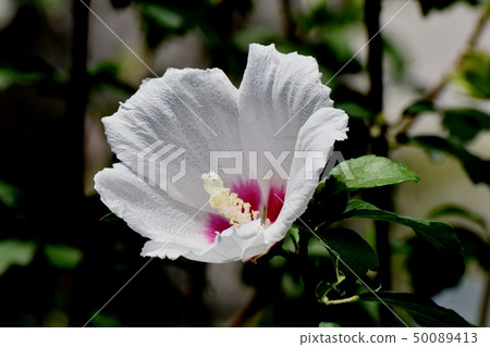 開花在Mikasa Nakahara的白色Makuge花 50089413