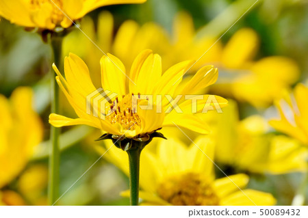 Yellow hen sunflower (Kikumomodoki) blooming in Mitaka Nakahara 50089432