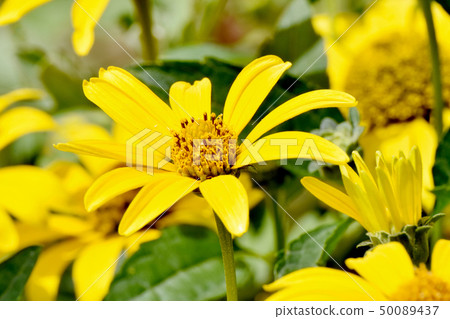 Yellow hen sunflower (Kikumomodoki) blooming in Mitaka Nakahara 50089437