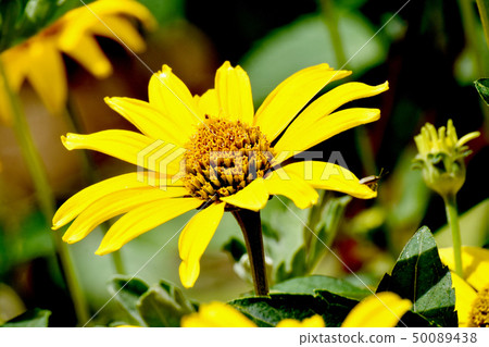 Yellow hen sunflower (Kikumomodoki) blooming in Mitaka Nakahara Yellow hen sunflower (Kikumomodoki) blooming in Mitaka Nakahara 50089438