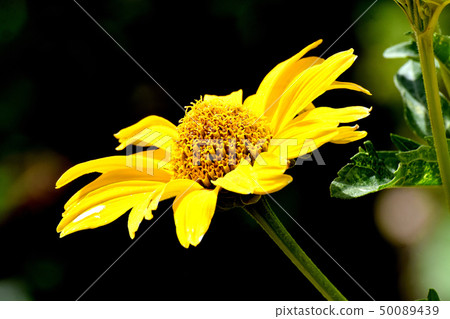Yellow hen sunflower (Kikumomodoki) blooming in Mitaka Nakahara 50089439