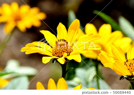 Yellow hen sunflower (Kikumomodoki) blooming in Mitaka Nakahara Yellow hen sunflower (Kikumomodoki) blooming in Mitaka Nakahara 50089440