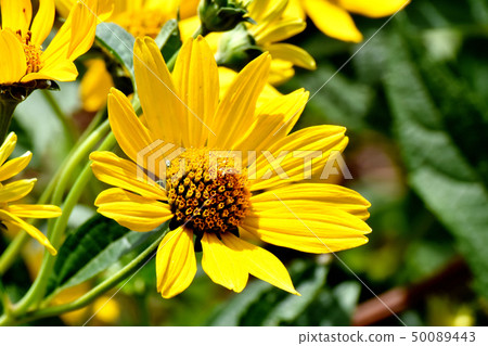 開花在三鷹中原的黃色母雞向日葵（Kikumomodoki） 50089443
