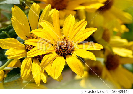 開花在三鷹中原的黃色母雞向日葵（Kikumomodoki） 50089444
