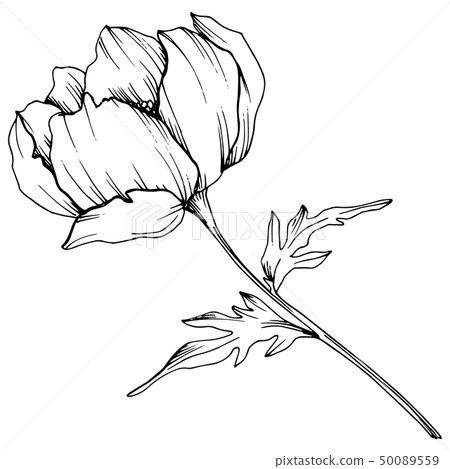 Vector Anemone floral botanical flower. Black and white engraved ink art. Isolated anemone 50089559