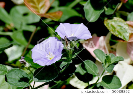 在三鷹中原開花的淡藍色黃色旋花 在三鷹中原開花的淡藍色黃色旋花 50089892