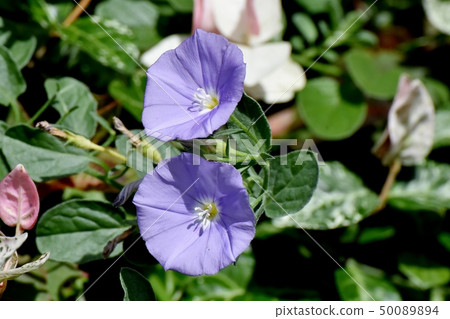 在三鷹中原開花的淡藍色黃色旋花 在三鷹中原開花的淡藍色黃色旋花 50089894
