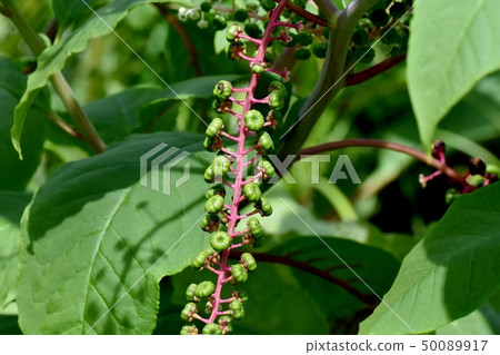 未成熟的商陸果實在三島中原 50089917