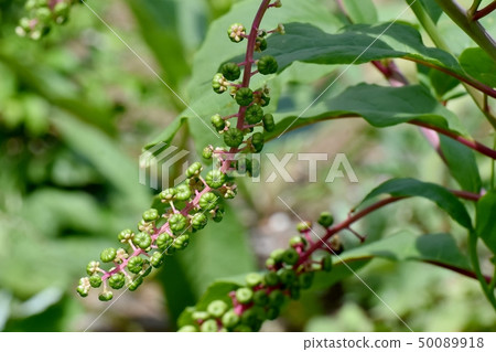 Unripe ripened pokeweed fruit to be in Mishima Nakahara Unripe ripened pokeweed fruit to be in Mishima Nakahara 50089918