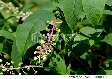 Unripe ripened pokeweed fruit to be in Mishima Nakahara 50089919