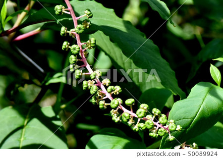 未成熟的商陸果實在三島中原 50089924