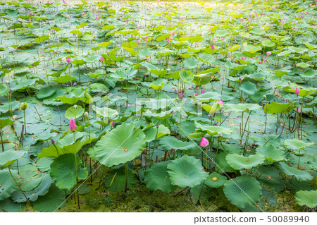 Asian Lotus ponds landscape in the lake Asian Lotus ponds landscape in the lake 50089940