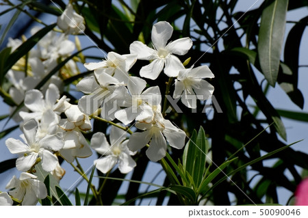 White flowers blooming in Mitaka Nakahara flower White flowers blooming in Mitaka Nakahara flower 50090046