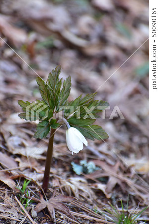 A bud of the flowering plant A bud of the flowering plant 50090165