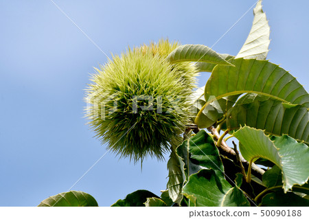 Unripe chestnut fruit to be in Mishima Nakahara 50090188