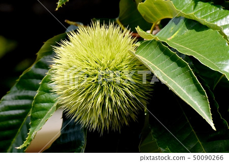 未成熟的栗子果實在三島中原 50090266