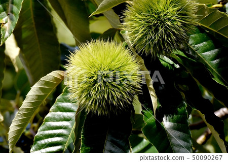 Unripe chestnut fruit to be in Mishima Nakahara Unripe chestnut fruit to be in Mishima Nakahara 50090267