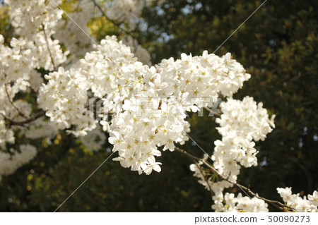 Somei Yoshino Sakura 50090273