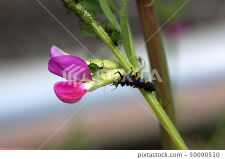 Larvae of Nanahoshi pepper eating aphids Larvae of Nanahoshi pepper eating aphids 50090510