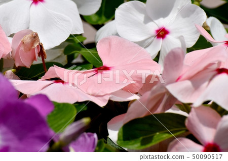 在三鷹中原開花的薄桃紅色長春花 50090517