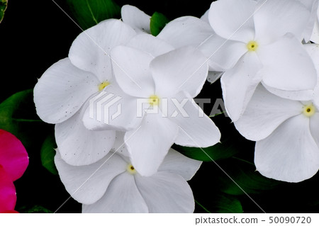 開花在三鷹中原的白色Nichinoscisso 50090720