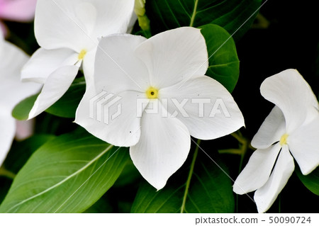 開花在三鷹中原的白色Nichinoscisso 50090724