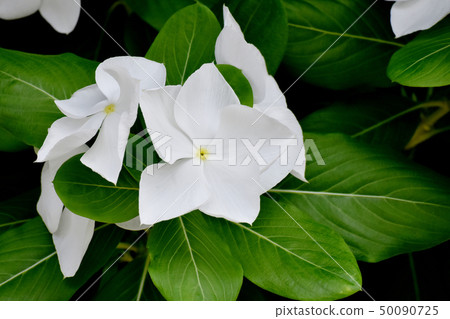 開花在三鷹中原的白色Nichinoscisso 50090725