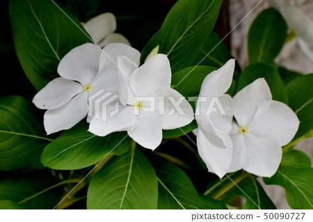 開花在三鷹中原的白色Nichinoscisso 開花在三鷹中原的白色Nichinoscisso 50090727