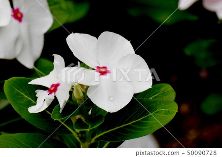 開花在三鷹中原的白色Nichinoscisso 開花在三鷹中原的白色Nichinoscisso 50090728